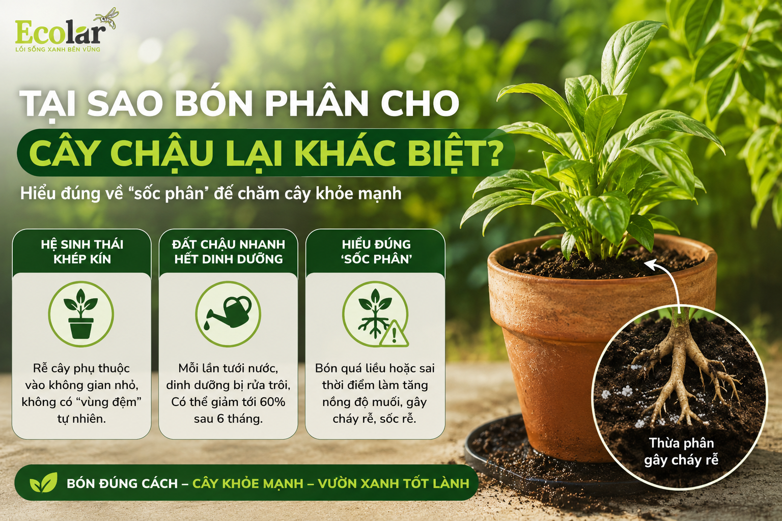 Tại Sao Bón Phân Cho Cây Chậu Lại Khác Biệt? Hiểu Đúng Về 'Sốc Phân'