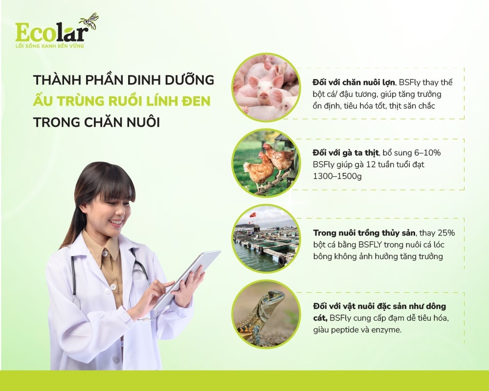 Thành phần dinh dưỡng ấu trùng ruồi lính đen trong chăn nuôi