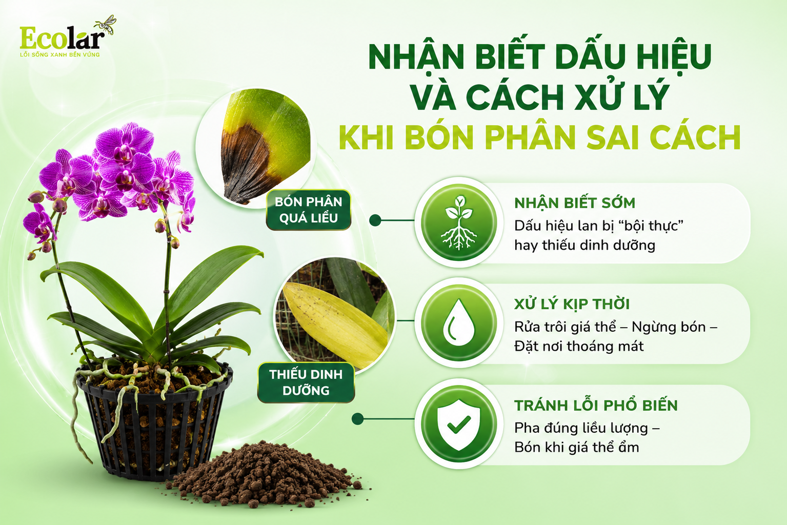 Nhận Biết Dấu Hiệu và Cách Xử Lý Khi Bón Phân Sai Cách