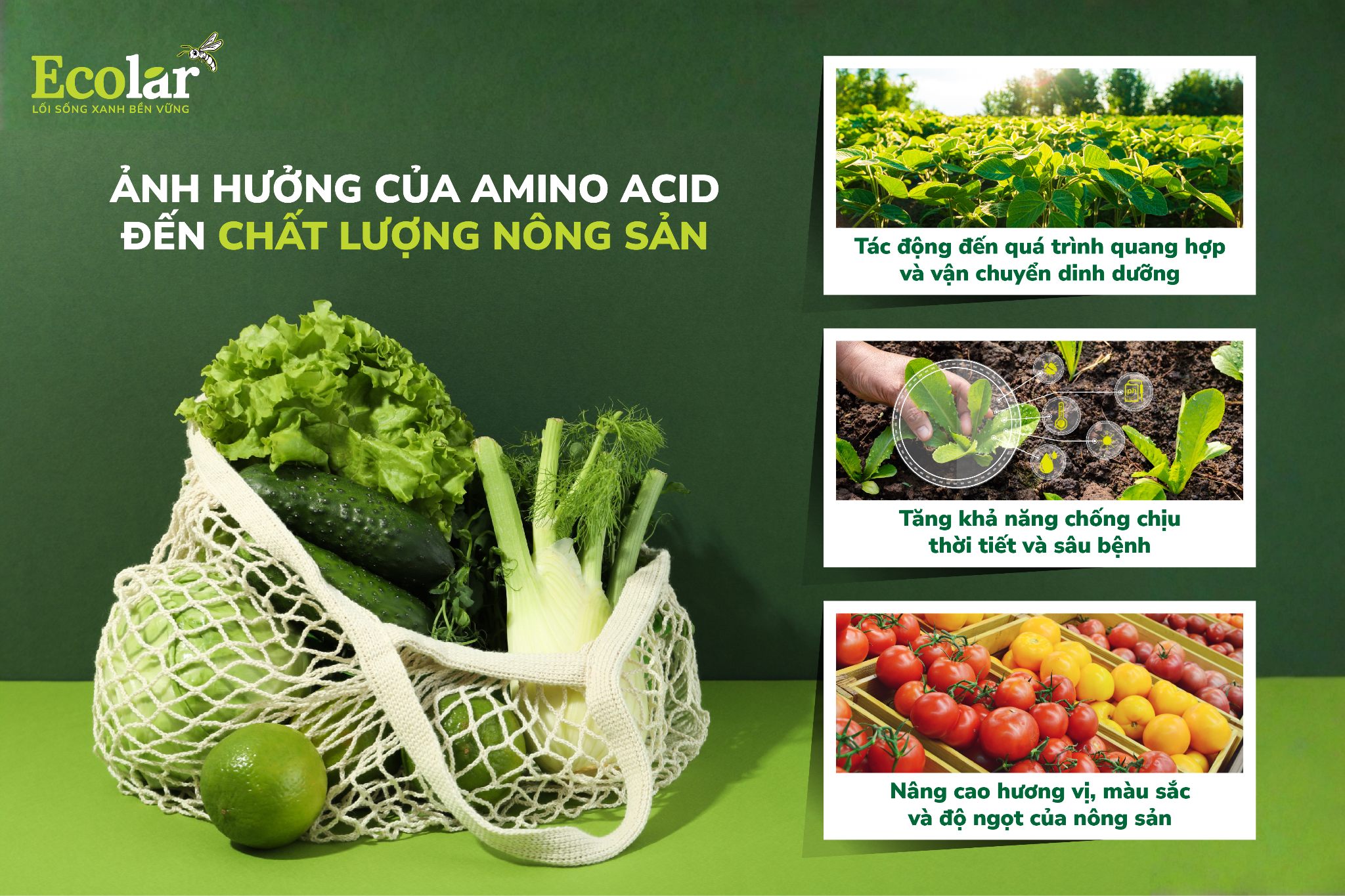 ảnh hưởng amino acid đến chất lượng nông sản