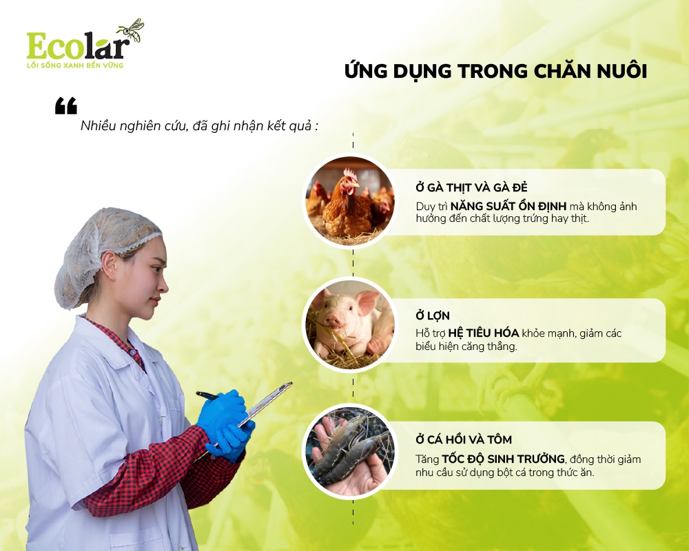 Ứng dụng thực tiễn của peptide từ BSFly trong chăn nuôi