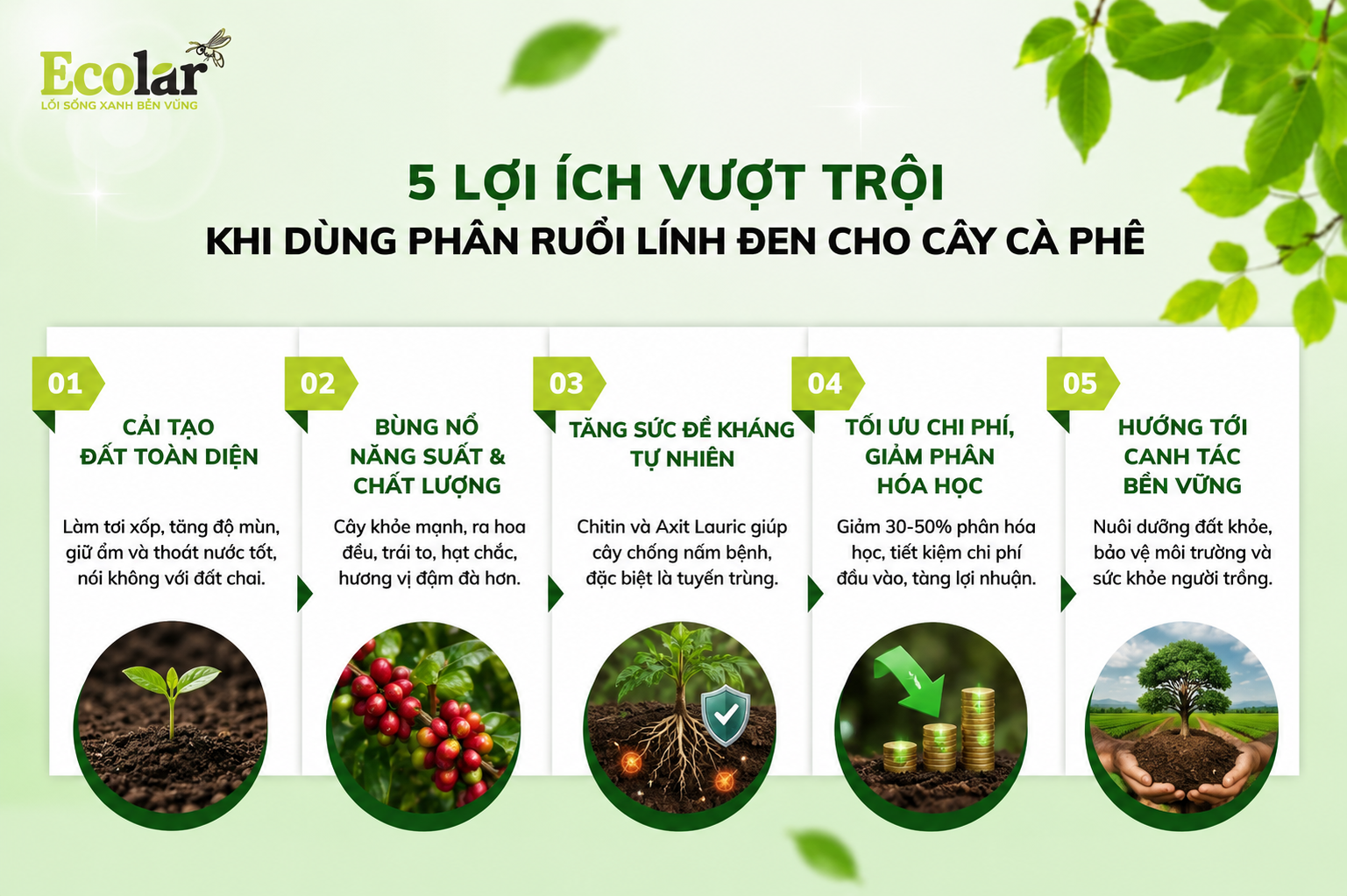 5 Lợi Ích Vượt Trội Khi Dùng Phân Ruồi Lính Đen Cho Cây Cà Phê