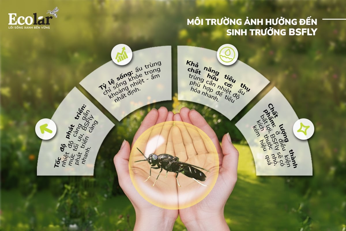 moi-truong-anh-huong-den-sinh-truong-cua-bsfly-ra-sao