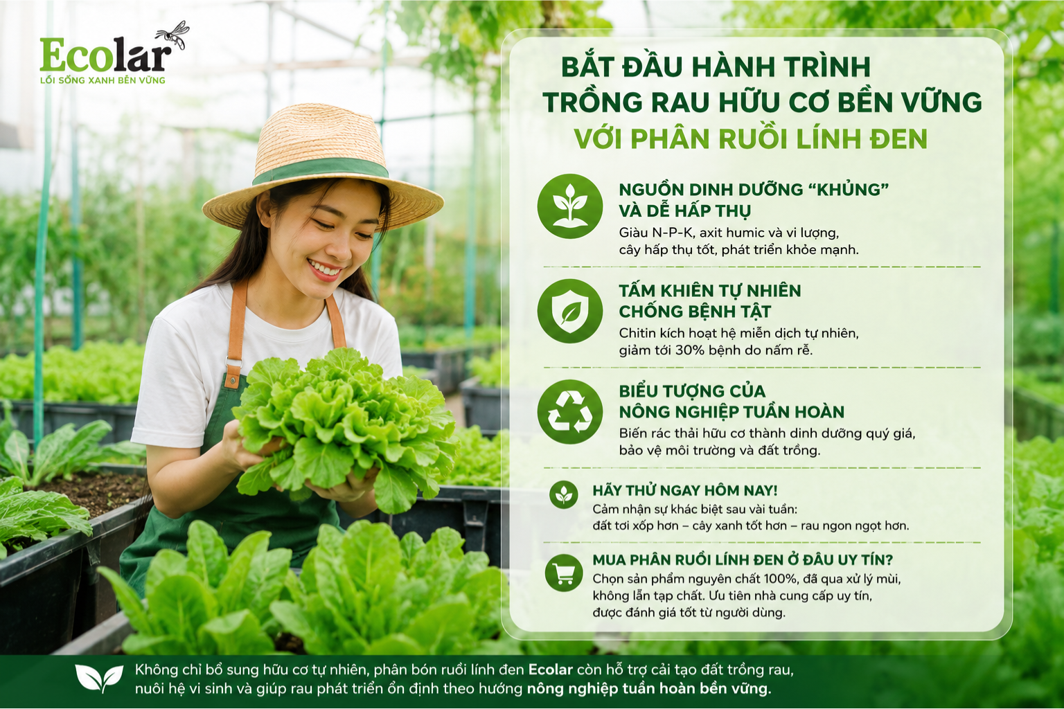 Bắt Đầu Hành Trình Trồng Rau Hữu Cơ Bền Vững Với Phân Ruồi Lính Đen