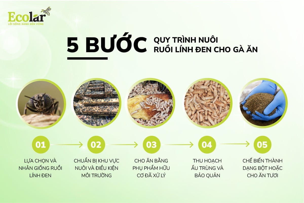 Quy trình nuôi ruồi lính đen cho gà ăn