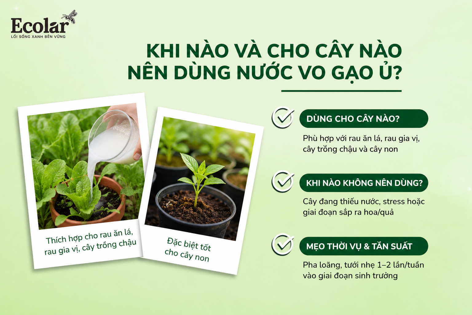 Khi nào và cho cây nào nên dùng nước vo gạo ủ?