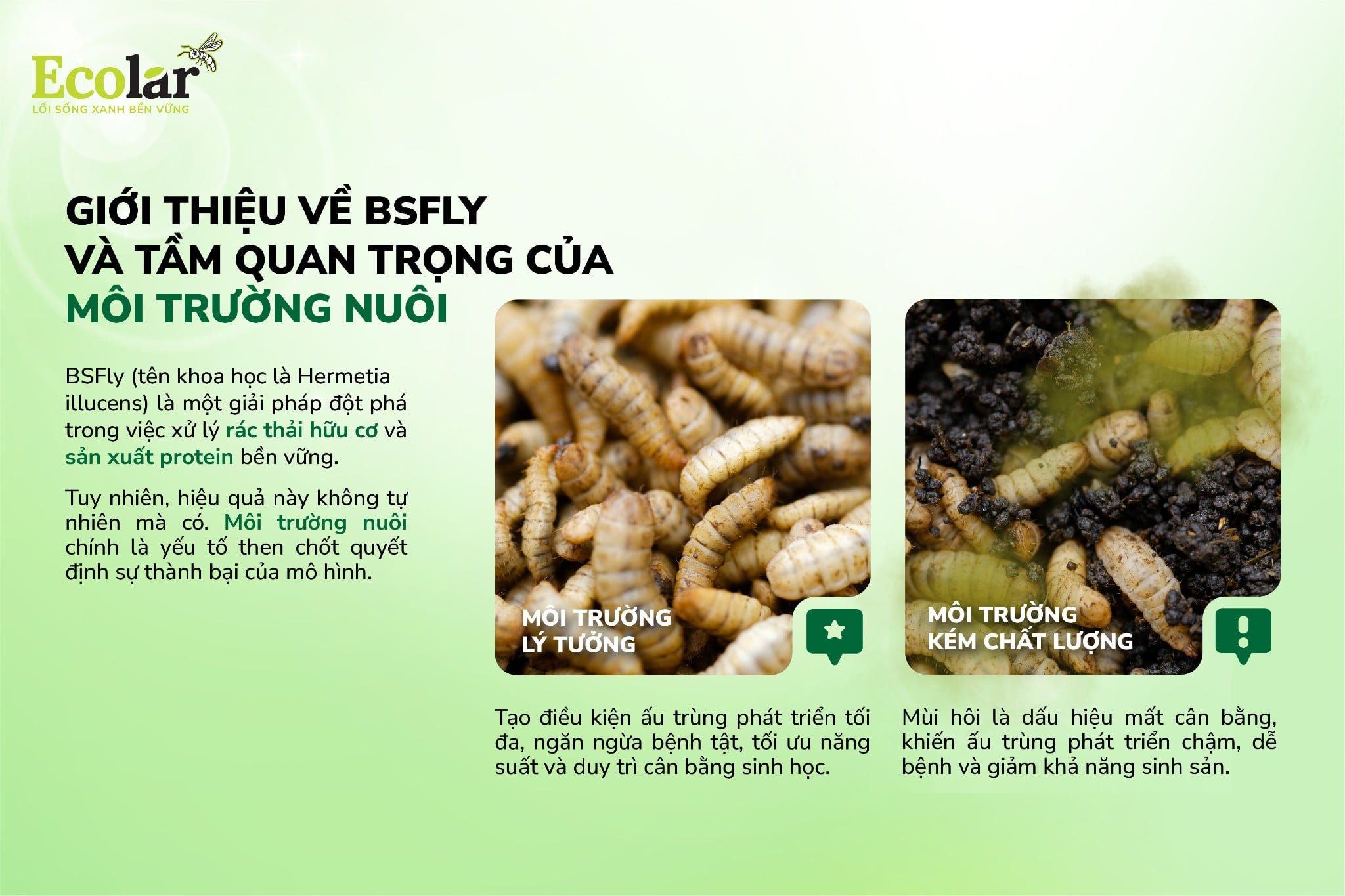 Giới thiệu về BSFly và tầm quan trọng của môi trường nuôi