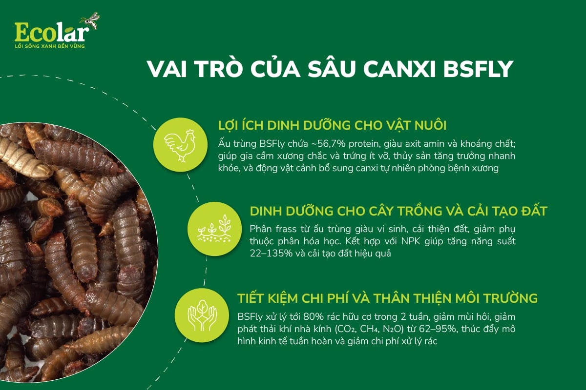 vai-tro-cua-sau-canxi-bsfly