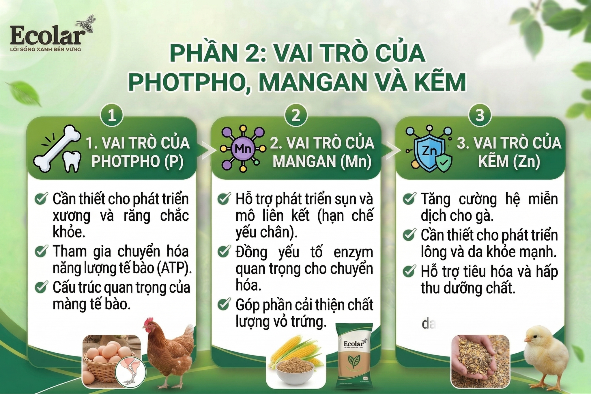 Vai Trò Của Photpho, Mangan và Kẽm