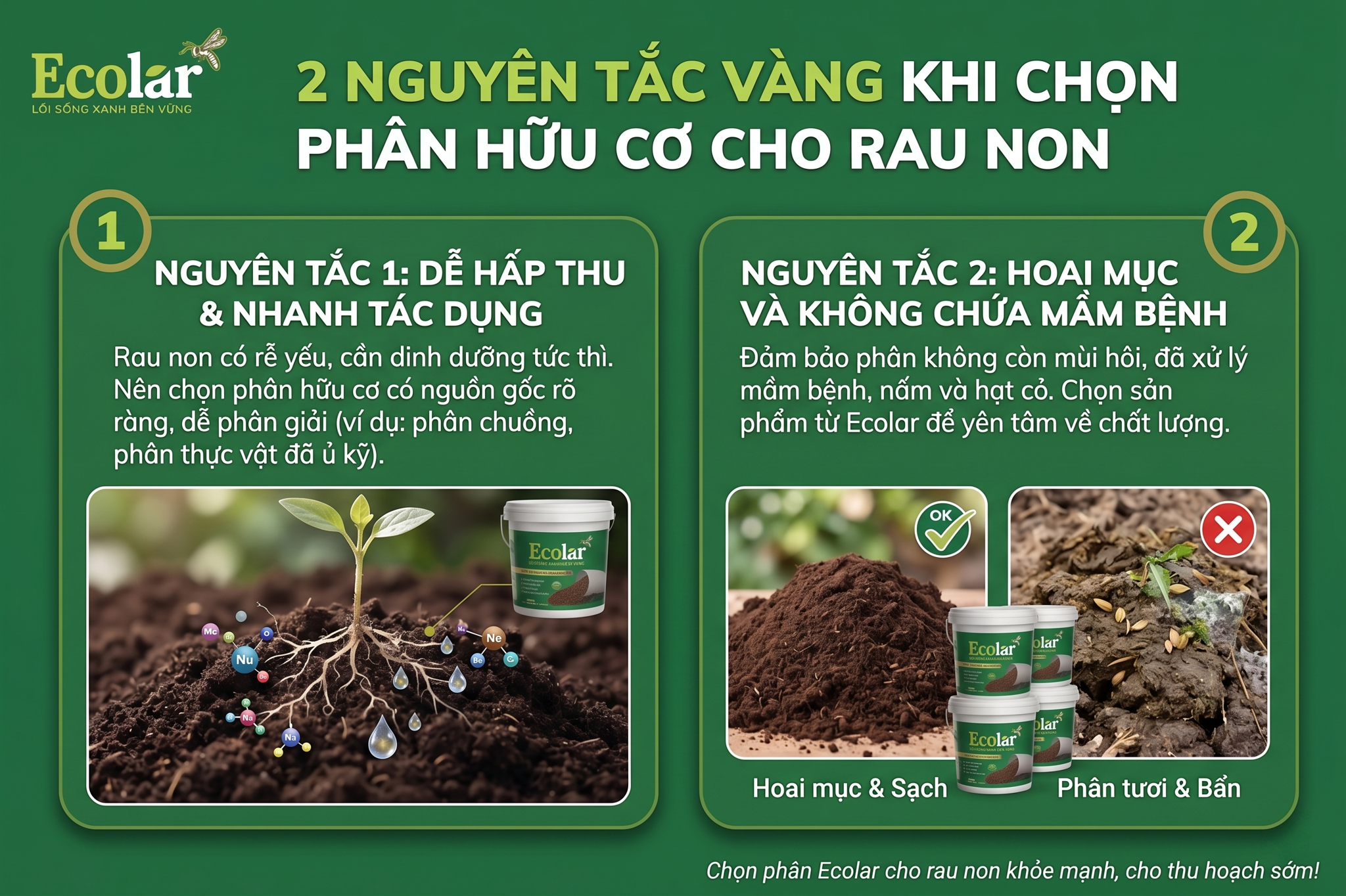 Nguyên Tắc Vàng Khi Chọn Phân Hữu Cơ Cho Rau Non