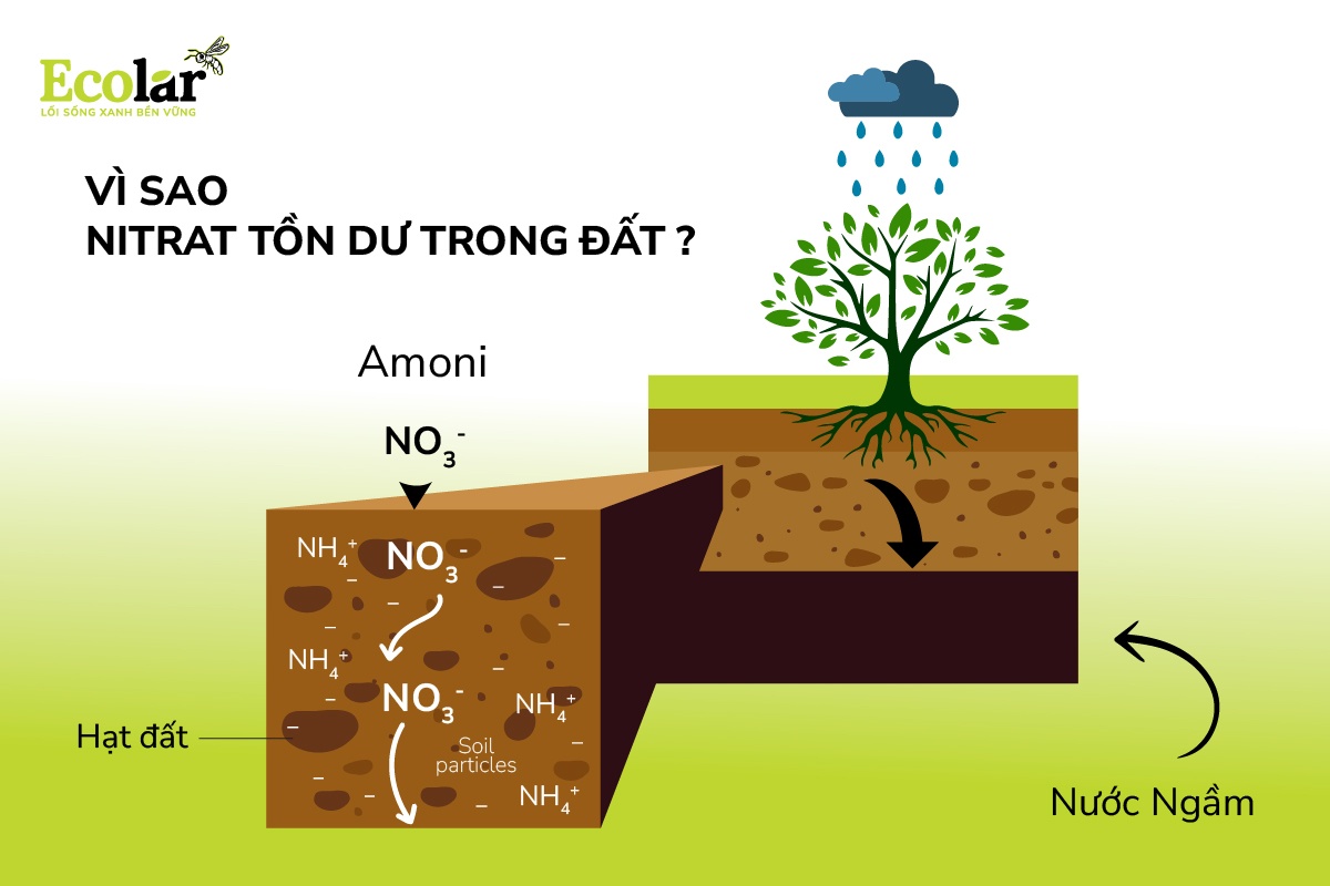 Vì sao nitrat tồn dư trong đất?