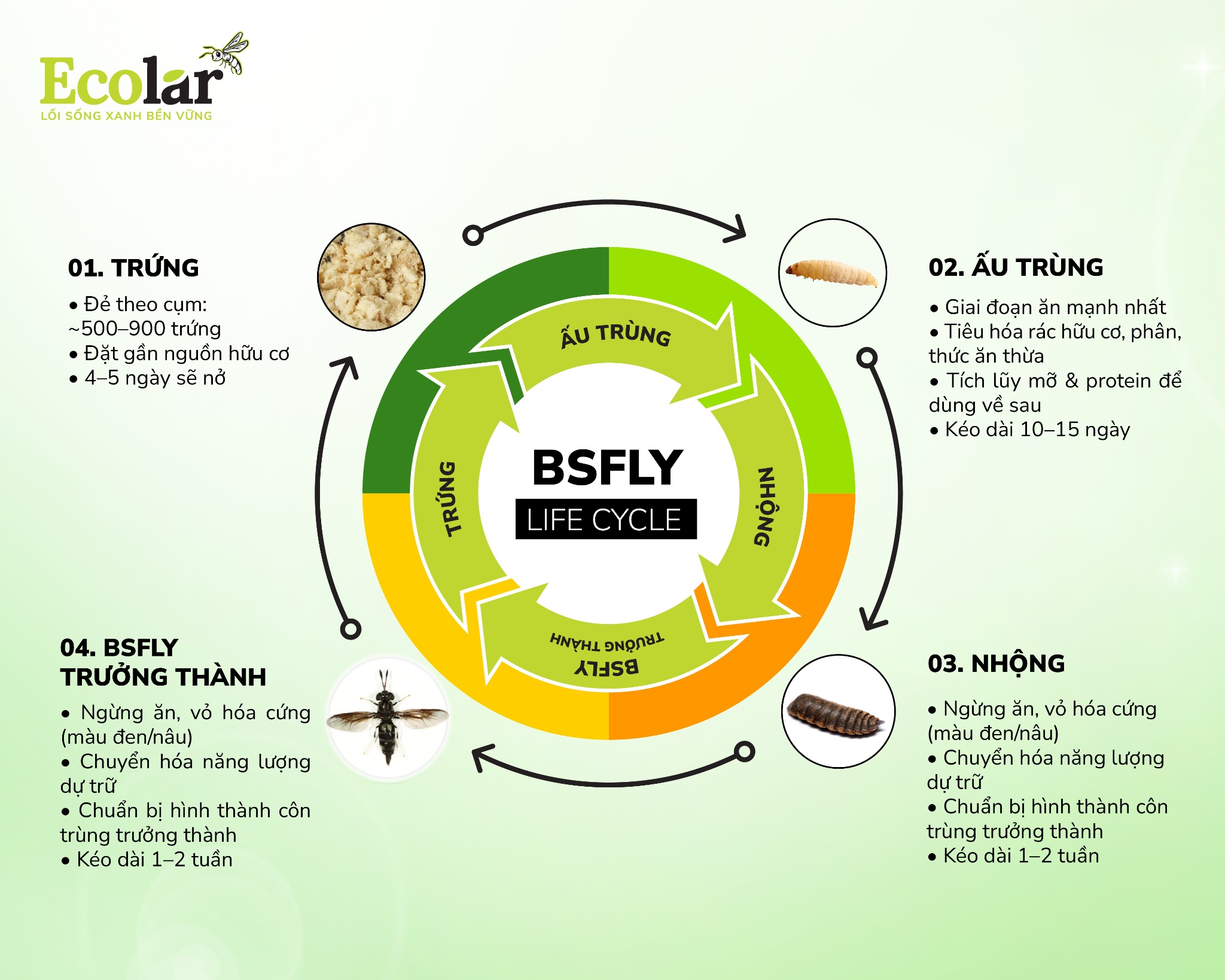 Vòng Đời Đặc Biệt Của BSFly