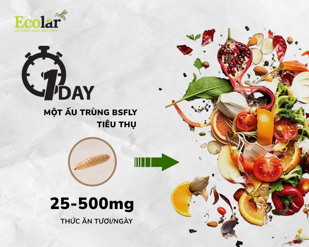 Ấu Trùng Ruồi Lính Đen Xử Lý Rác Hữu Cơ Hiệu Quả, Nhanh Chóng
