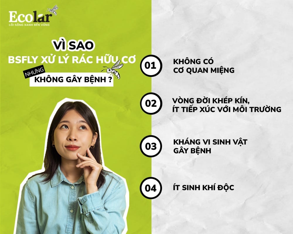 Các nguyên nhân BSFly xử lý rác hữu cơ nhưng không gây bệnh