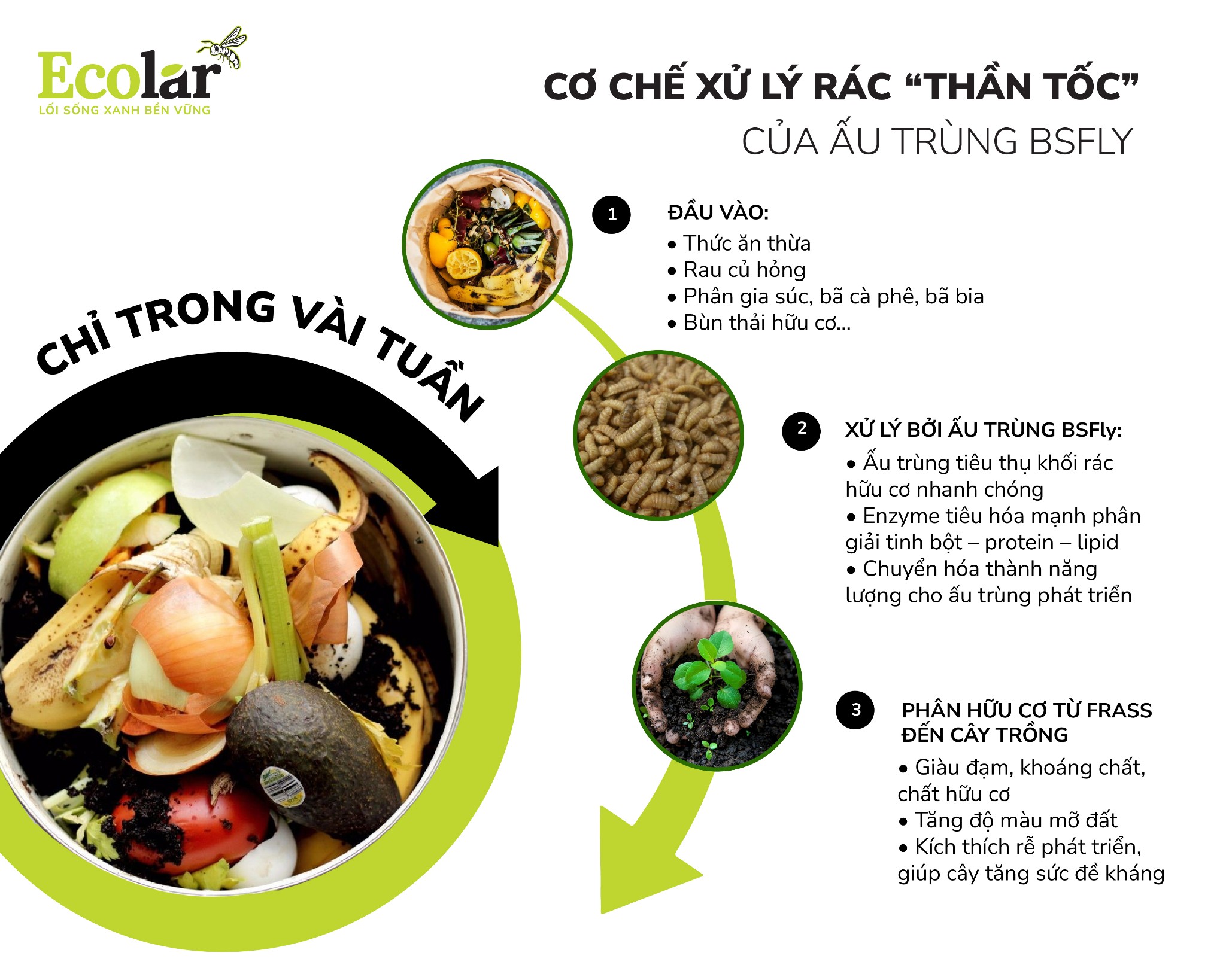 co-che-xu-ly-rac-than-toc-cua-au-trung-BSFLY