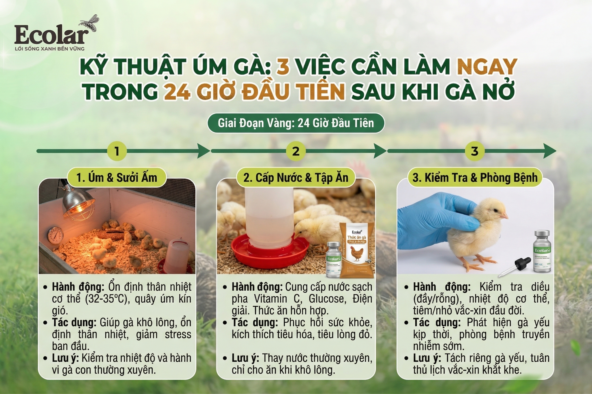 3 Việc Cần Làm Ngay Trong 24 Giờ Đầu Tiên Sau Khi Gà Nở