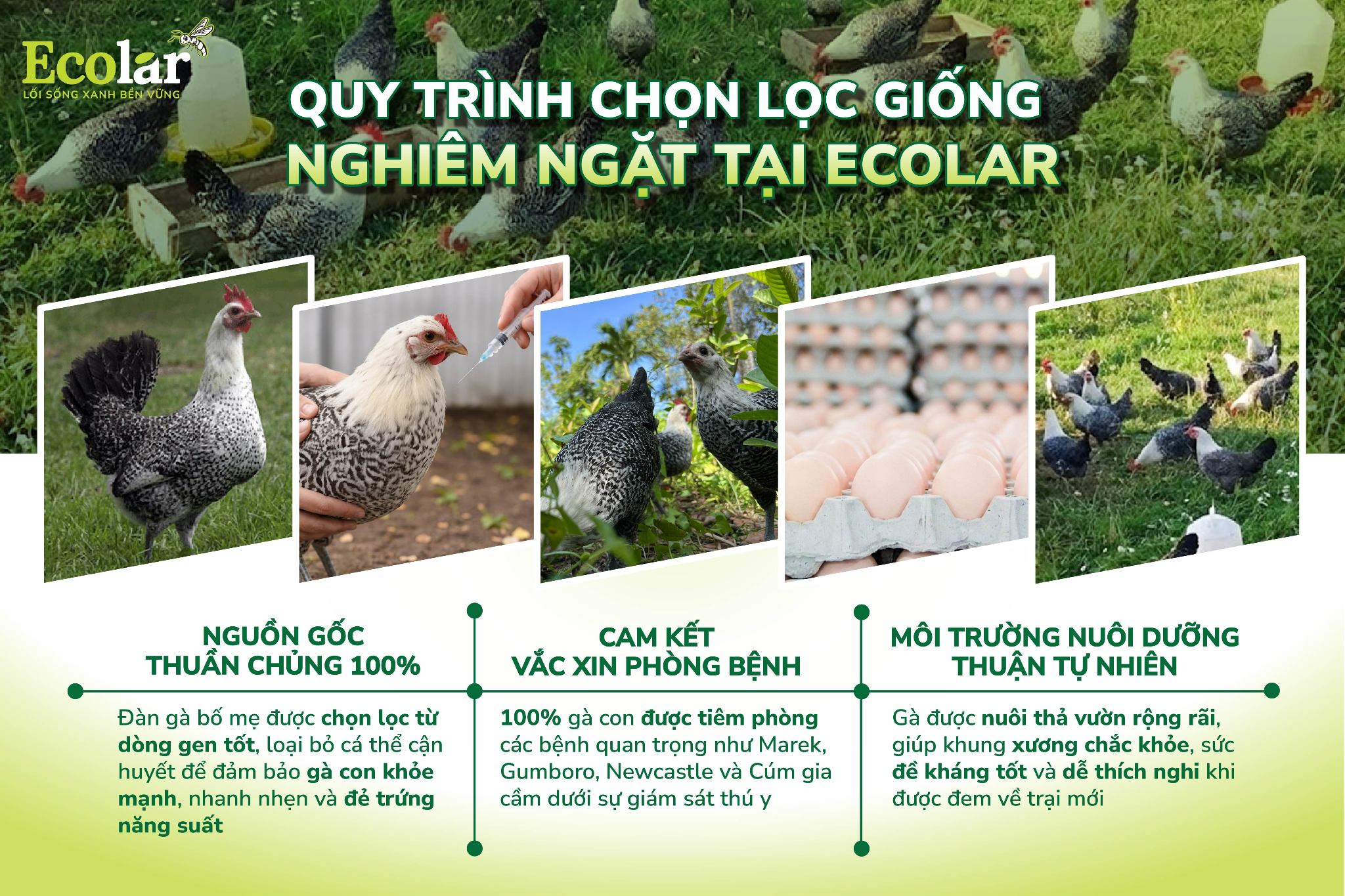 gà ai cập vằn siêu trứng ecolar