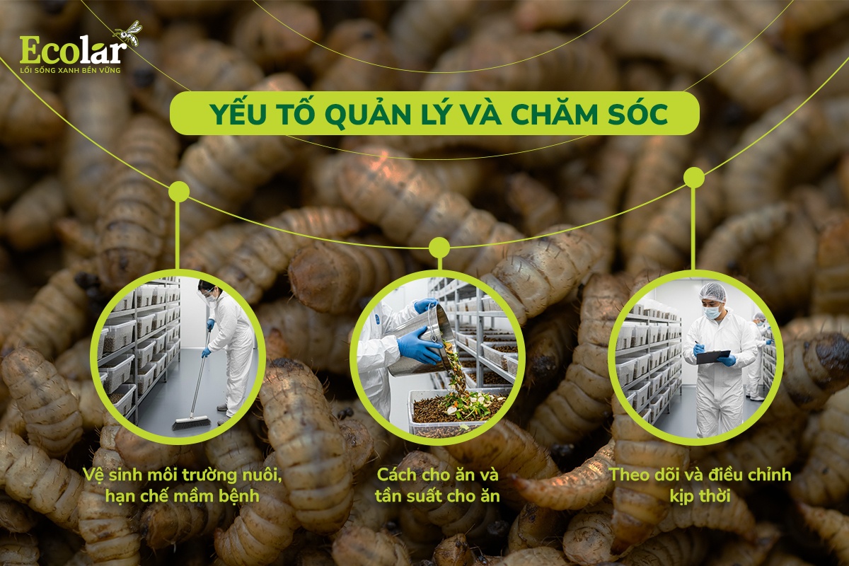 yếu tố chăm sóc bsfly