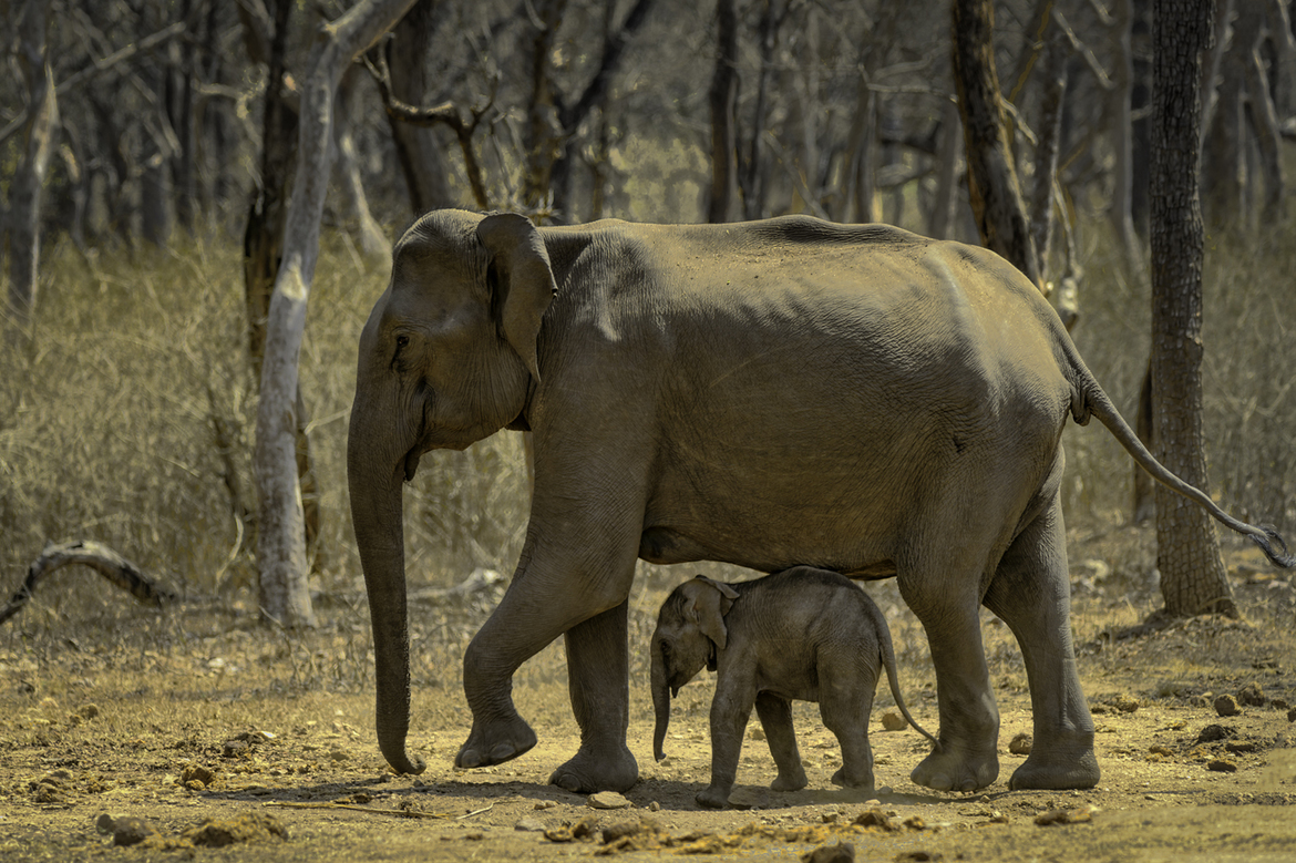 Voi trong căn phòng – Trích “Fuzz – Khi tự nhiên phạm luật”