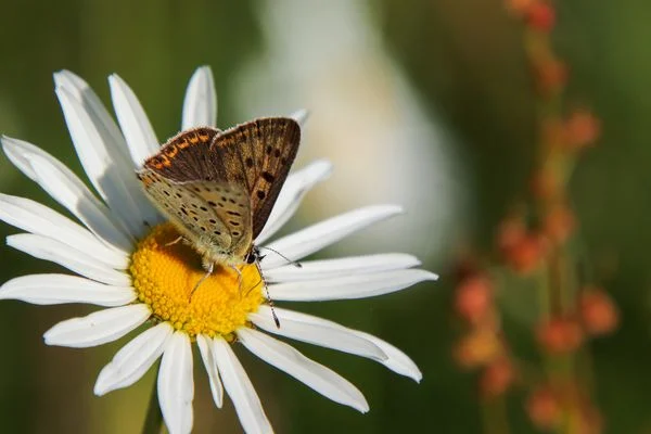 Cách cân chỉnh bố cục chụp ảnh để có tấm hình ưng ý