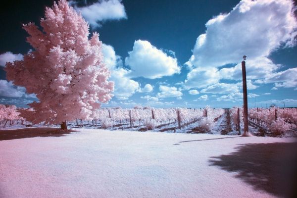 Hướng dẫn kỹ thuật chụp ảnh hồng ngoại cho người mới