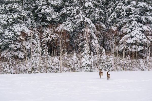TẢN MẠN VỀ TIÊU CỰ 65MM - GÓC NHÌN MỚI CÓ NÊN THỬ?