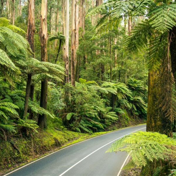 NGÀY 05: MELBOURNE – DANDENONG