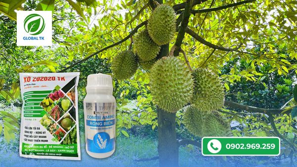 Biện pháp hạn nứt cuống, nứt trai sầu riêng