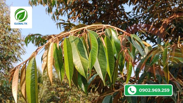 cach-dung-thuoc-kich-bong-sau-rieng