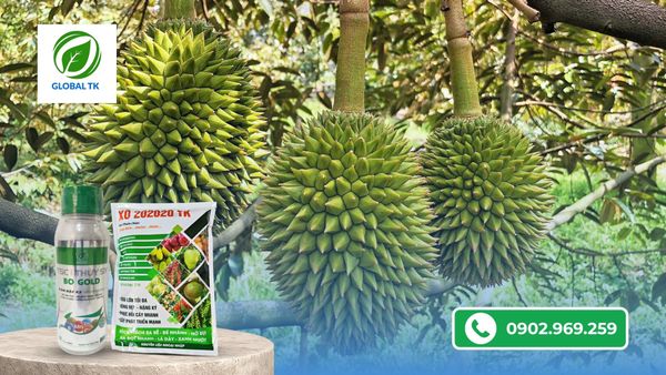 cách phòng tránh hiện tượng sầu riêng bị méo trái