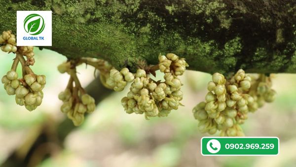 cach-dung-thuoc-kich-bong-sau-rieng