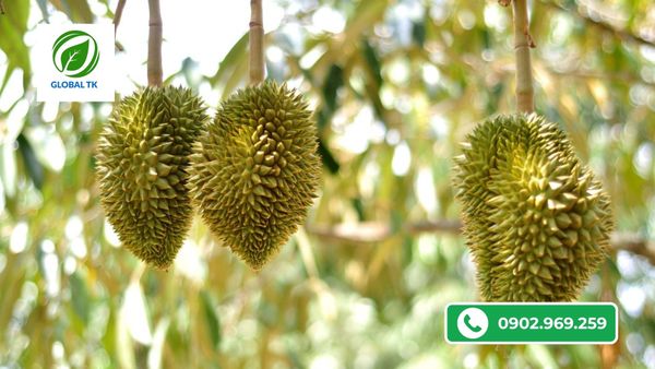 những dấu hiệu sầu riêng bị méo trái