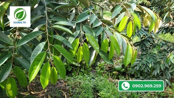 thoi-diem-nen-dung-sieu-kich-bong-ra-bong-dong-loat-de-dau-trai