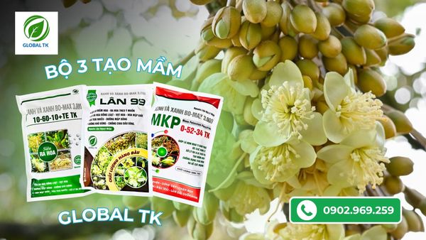 cach-dung-thuoc-kich-bong-sau-rieng