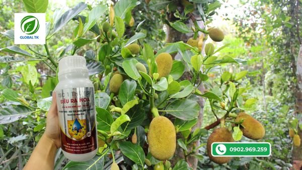 phan-bon-sieu-ra-hoa-global-tk