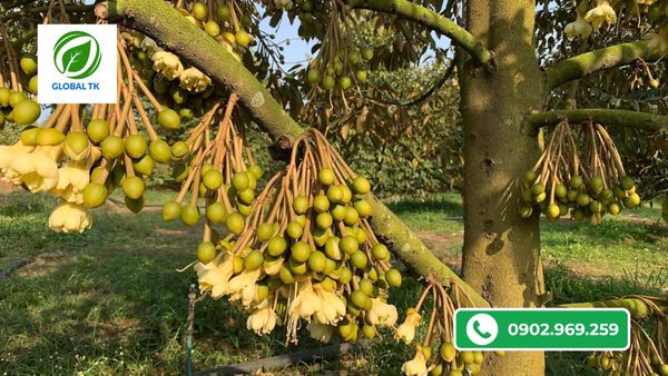 thoi-diem-nen-dung-sieu-kich-bong-ra-bong-dong-loat-de-dau-trai