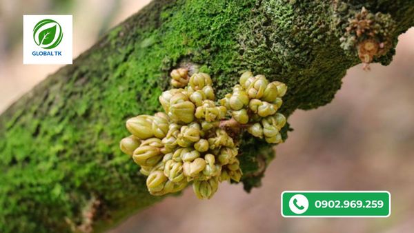 thoi-diem-nen-dung-sieu-kich-bong-ra-bong-dong-loat-de-dau-trai