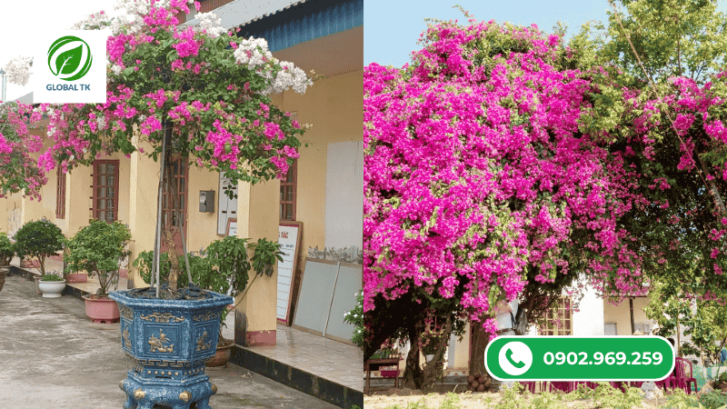 lưu ý khi sử dụng phân bón hoa giấy