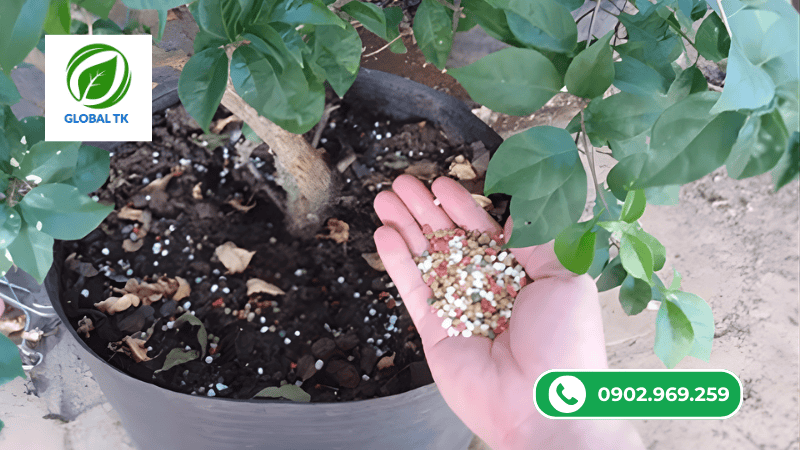 3 giai đoạn sử dụng phân bón hoa giấy thích hợp