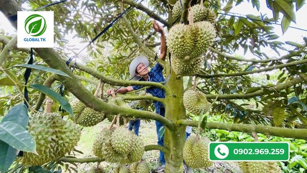 Nguyên nhân xảy ra nứt cuống, nứt trai sầu riêng