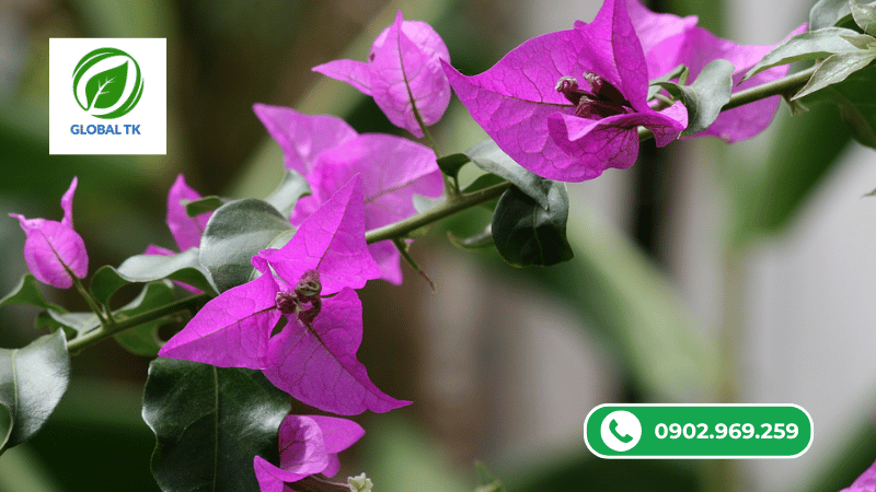 3 giai đoạn sử dụng phân bón hoa giấy không thể bỏ qua