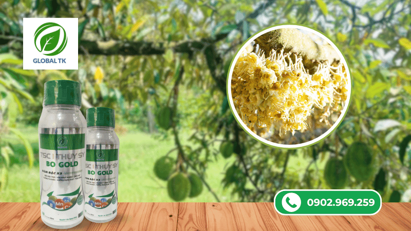 công dụng nổi bật của bo gold đậm đặc global tk