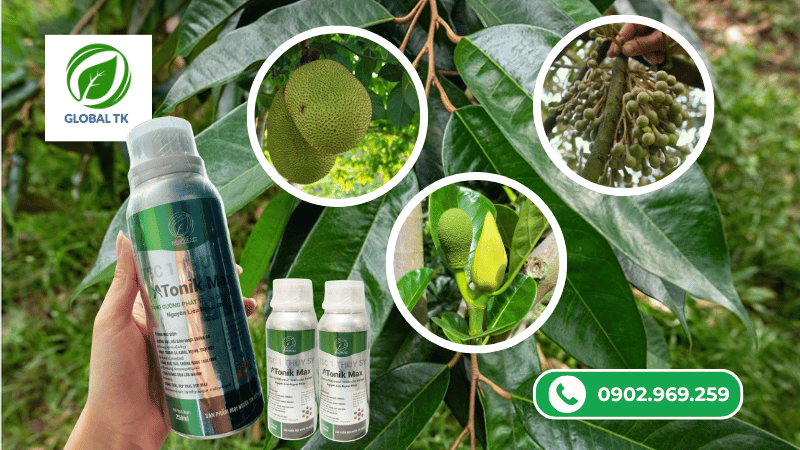 Phân bón ATONIK MAX Global TK - Tăng sinh trưởng, dưỡng hoa đậu trái