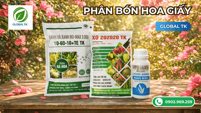 Phân bón hoa giấy của Global TK