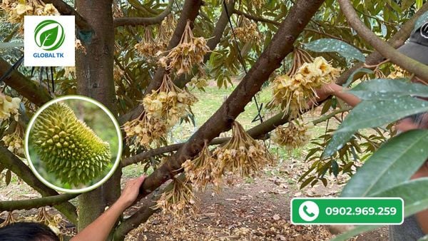 4 nguyên nhân khiến sầu riêng bị méo trái