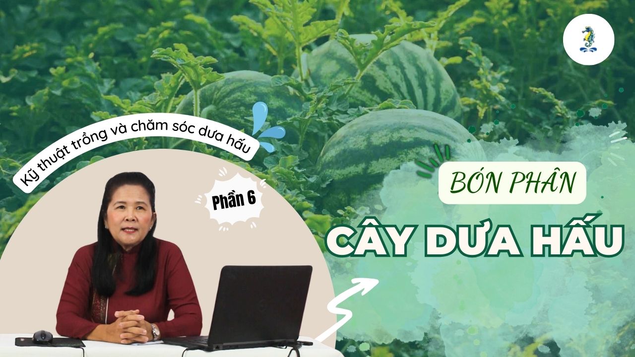 Bón phân cây dưa hấu | Kỹ thuật trồng và chăm sóc dưa hấu