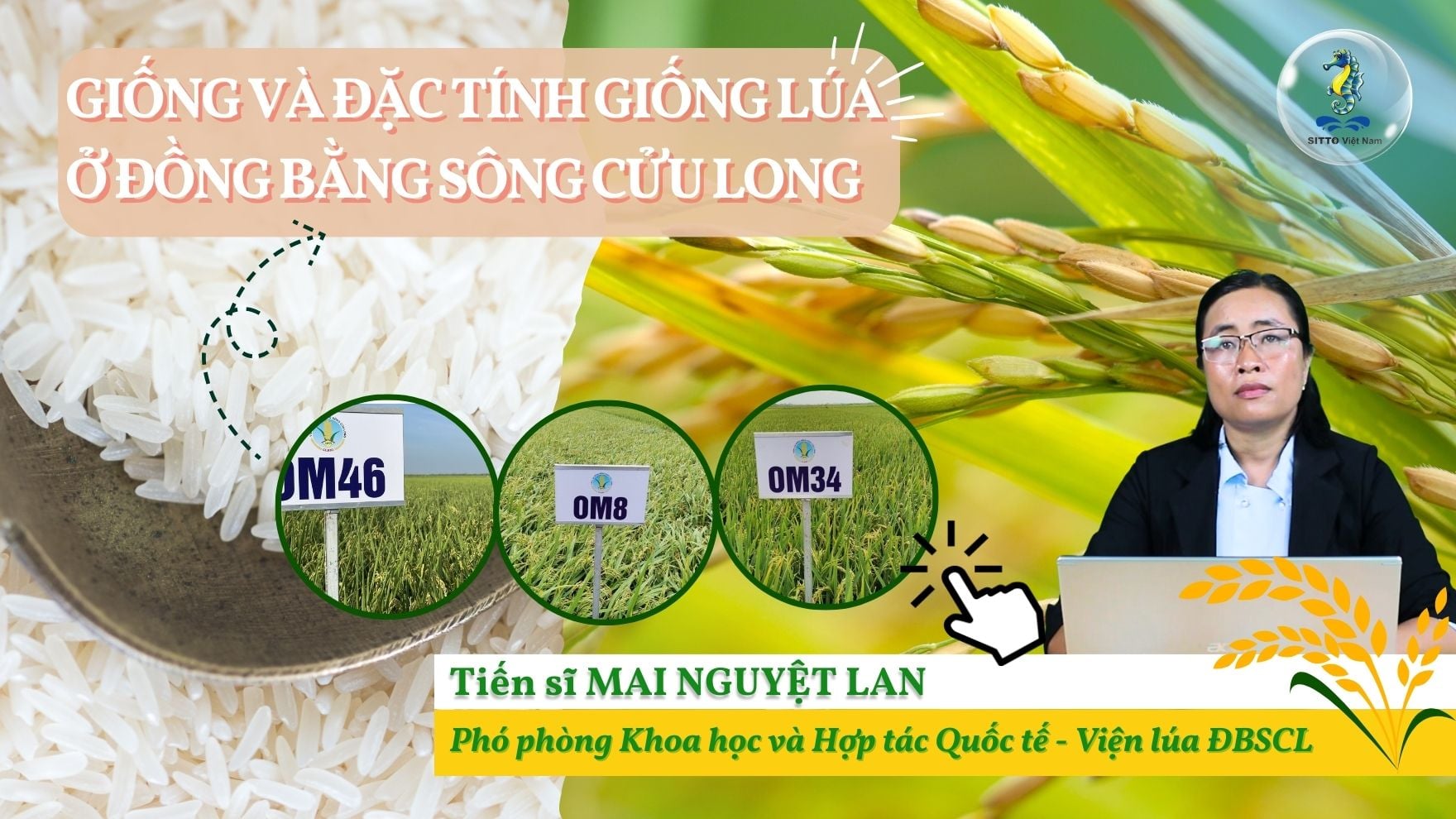 Kỹ Thuật Canh Tác Lúa - Giống Và Đặc Tính Giống Lúa Ở ĐBSCL (Bài 6) | SITTO eShop