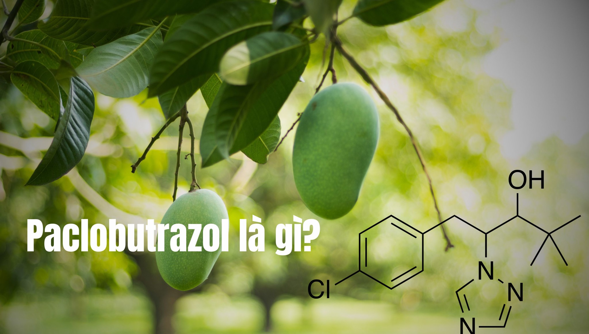Paclobutrazole là gì: Vai Trò và Tác Hại Đối Với Cây Trồng