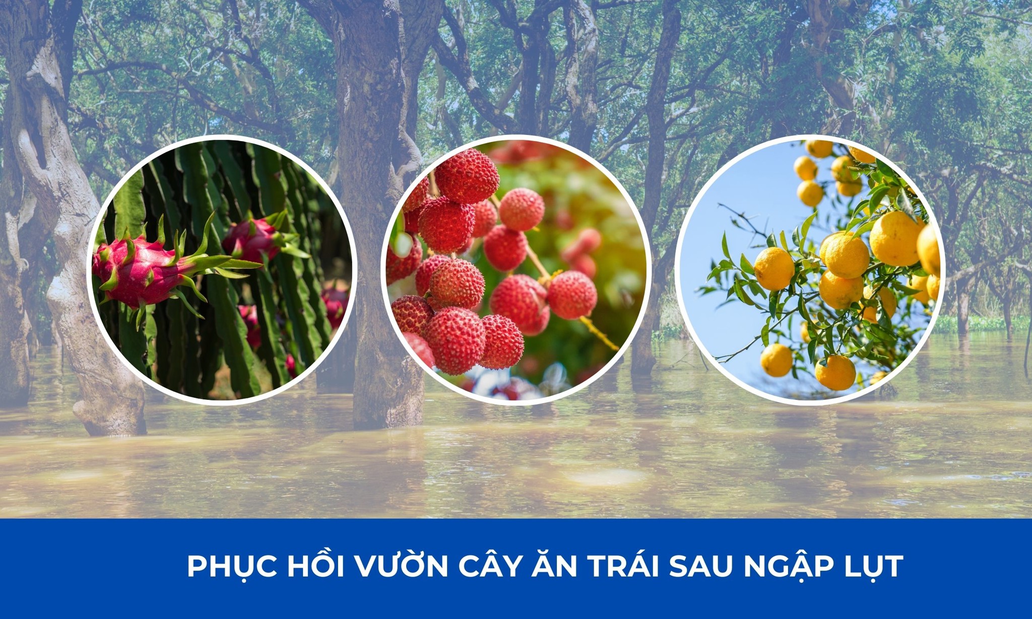 Biện Pháp Phục Hồi Vườn Cây Ăn Trái Sau Ngập Lụt | SITTO eShop