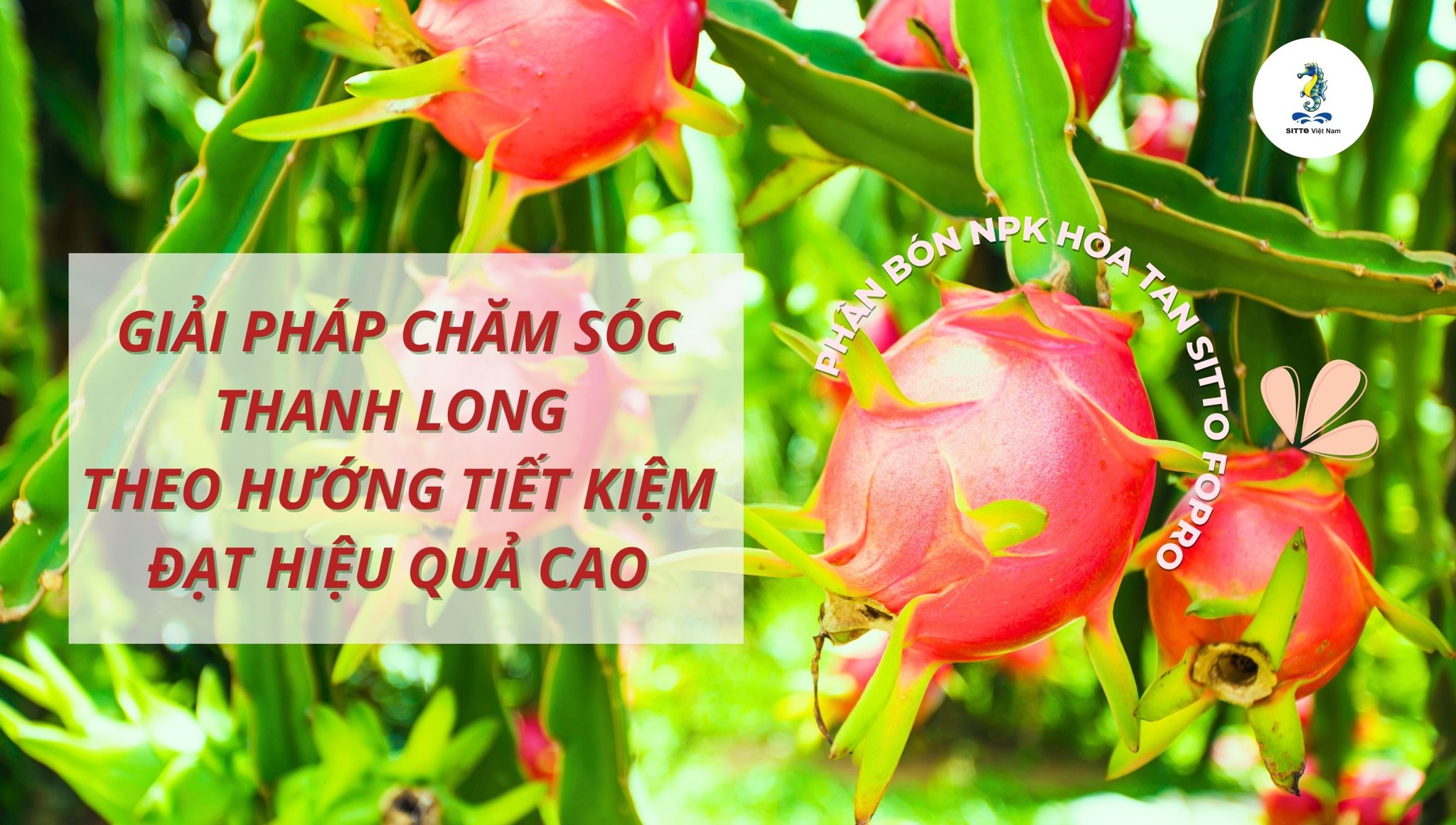 Giải pháp chăm sóc thanh long theo hướng tiết kiệm đạt hiệu quả cao
